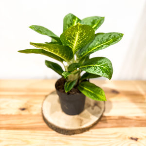Aglaonema: pot de 12 cm