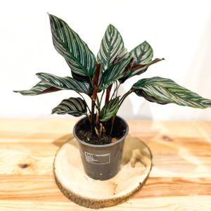 Calathea Ornata: Pot 12 cm