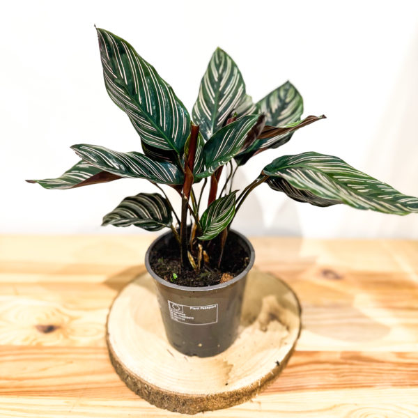 Calathea Ornata: Pot 12 cm