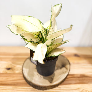 Aglaonema: Pot 12 cm