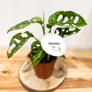 Monstera Mint: Pot 12 cm