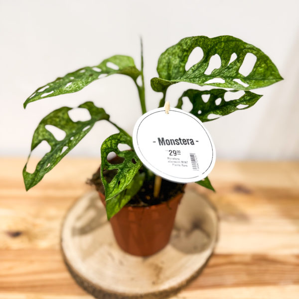 Monstera Mint: Pot 12 cm