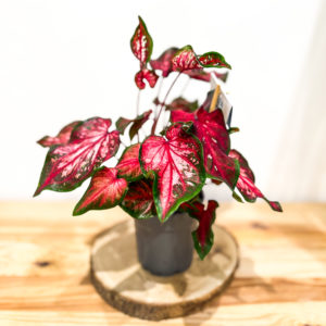 Caladium: Pot 12 cm