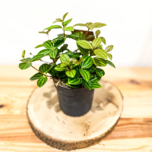 Peperomia Ang. Rocca Vivace: Pot 11 cm
