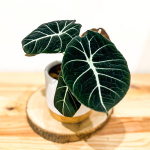 Alocasia Black Velvet: Pot de 12 cm
