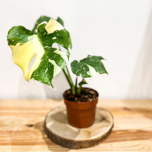 Monstera Thai Constellation: Pot de 12 cm