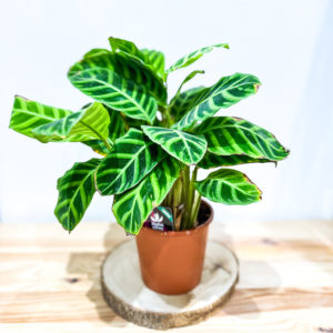 Calathea Zebrina: Pot 14 cm