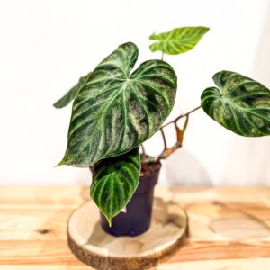 Philodendron Verrocosum: Pot de 12 cm