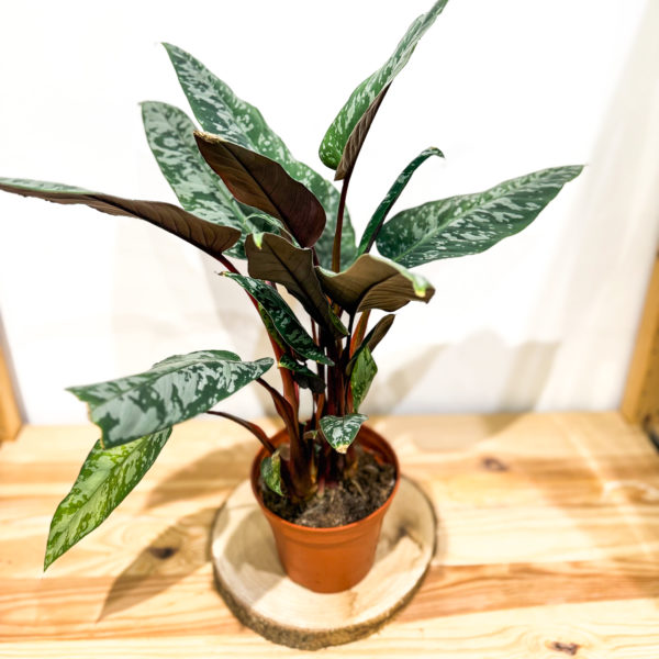 Apoballis acuminatissima: Pot de 14 cm