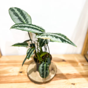 Schismatoglottis Mottleyana: Pot de 14 cm