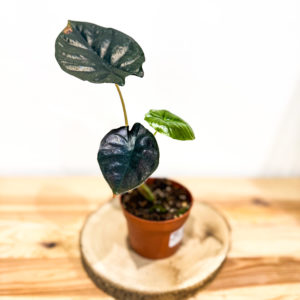 Alocasia Black Magic: Pot de 10,5 cm