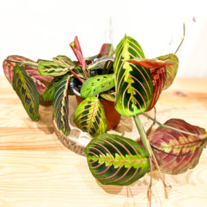 Maranta Leuconeura: Pot de 12 cm