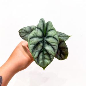 Alocasia Silver Dragon: pot de 6 cm