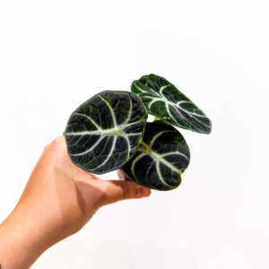 Alocasia Ninja: pot de 6 cm