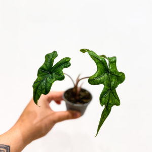 Alocasia Jacklyn: pot de 6 cm