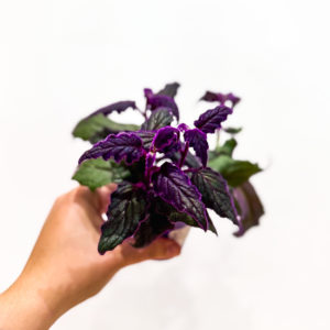 Gynura: pot de 8 cm