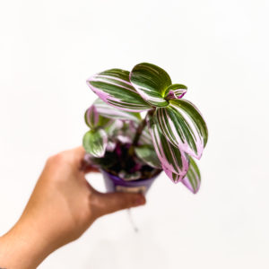 Tradescantia: pot de 8 cm