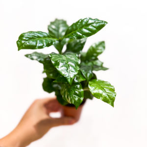 Coffea Arabica (caféier): pot de 7 cm