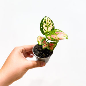 Aglaonema: pot de 6 cm