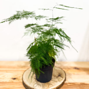 Asparagus: Pot de 12 cm