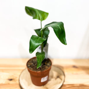 Strelizia: Pot de 12 cm