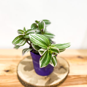 Tradescantia: Pot de 12 cm