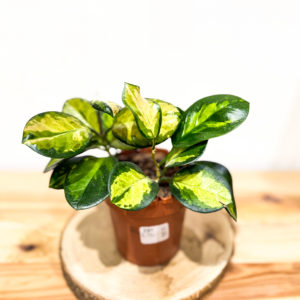 Hoya Carnosa: Pot de 12 cm