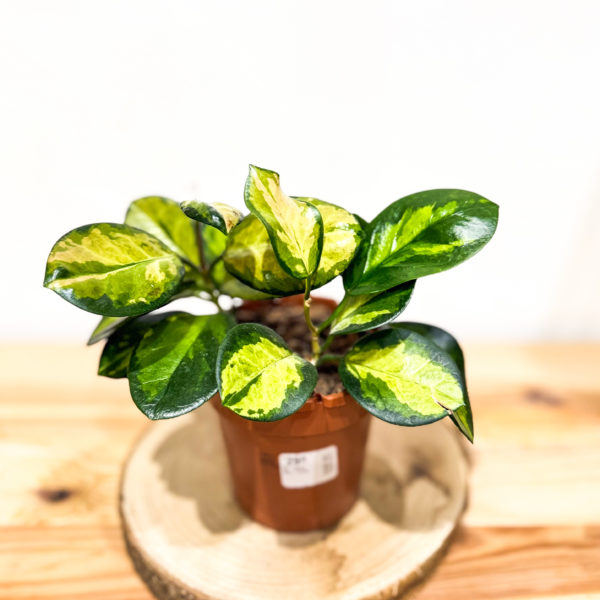 Hoya Carnosa: Pot de 12 cm