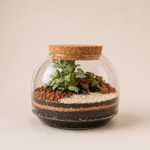 Syngo (2 plantes)