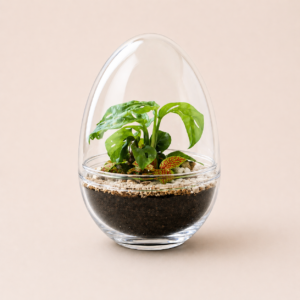 TinyEgg M - Exclusif! (2 plantes)