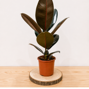 Ficus Abidjan: Pot de 15 cm