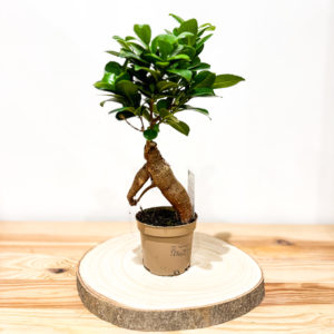 Ficus Microcarpa / Bonsaï - Pot de 10 cm