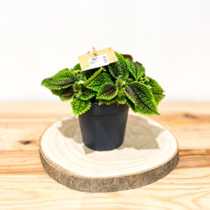 Pilea Moon Valley: Pot de 12 cm