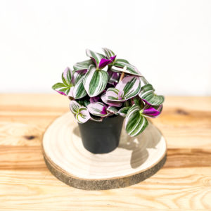 Tradescantia Nanouk: Pot de 12 cm