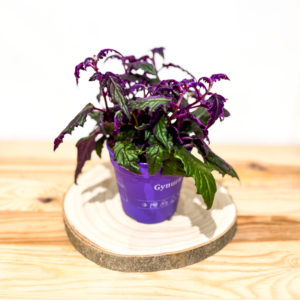 Gynura: Pot de 12 cm
