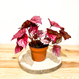 Begonia: Pot de 12 cm