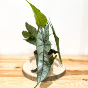Alocasia Platinium: Pot de 12 cm