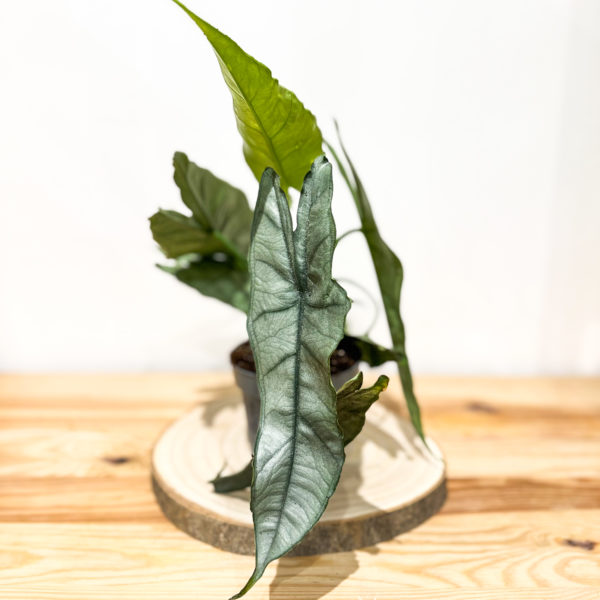 Alocasia Platinium: Pot de 12 cm