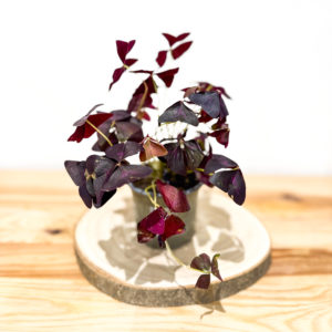 Oxalis: Pot de 11 cm