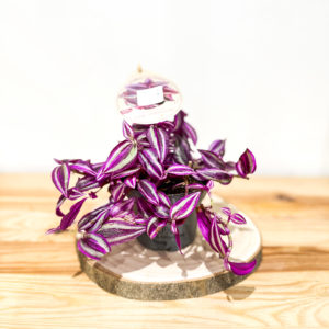 Tradescantia Pink Paradise: Pot de 12 cm