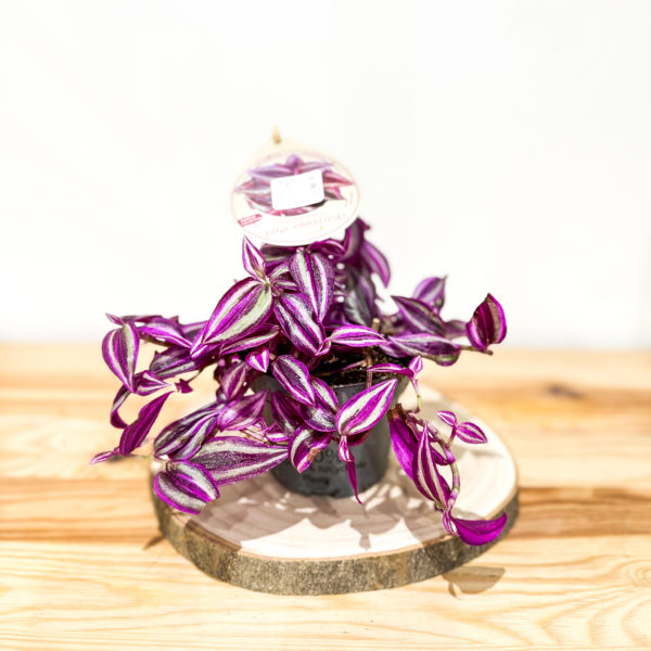 Tradescantia Pink Paradise: Pot de 12 cm