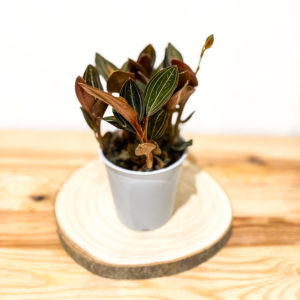 Ludisia Discolor: Pot de 12 cm