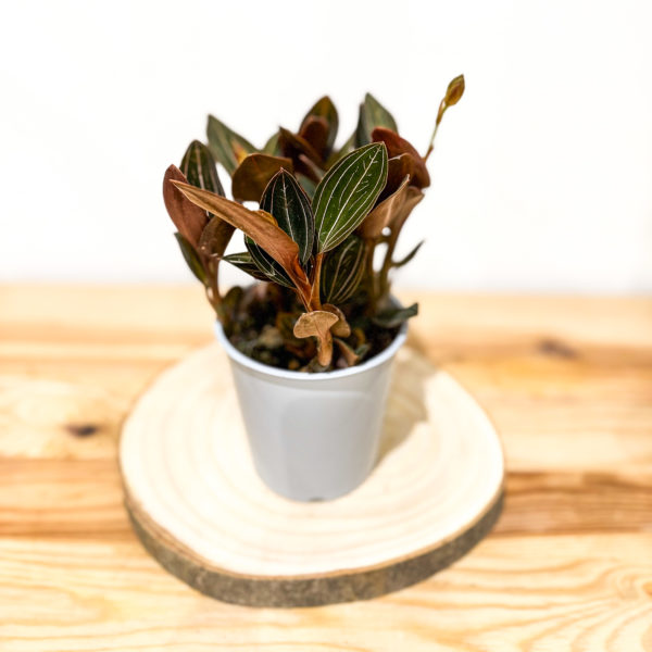 Ludisia Discolor: Pot de 12 cm