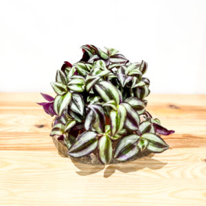 Tradescantia Purple: Pot de 12 cm