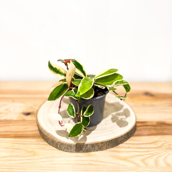 Hoya Carnosa Flamingo Dream: Pot de 12 cm