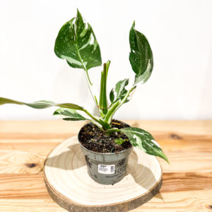 Philodendron White Wizard: Pot de 12 cm