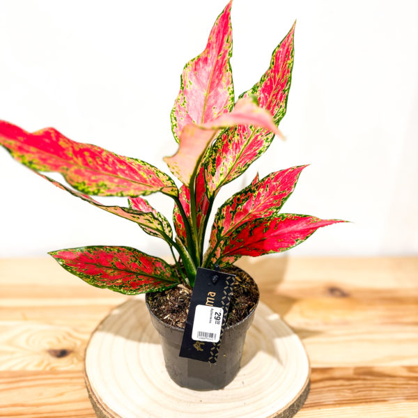 Aglaonema: Pot de 12 cm