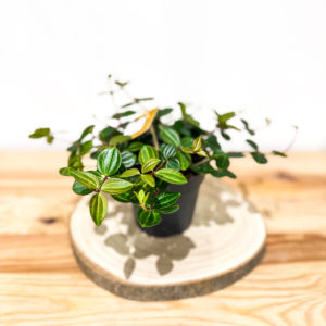 Peperomia Ang. Rocca Vivace: Pot de 12 cm