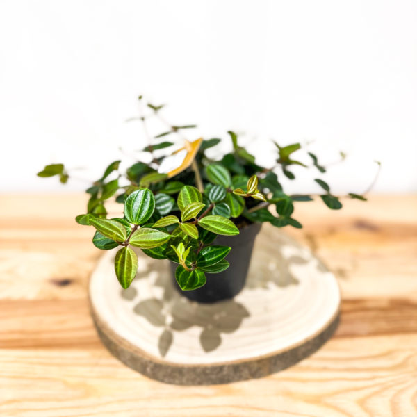 Peperomia Ang. Rocca Vivace: Pot de 12 cm