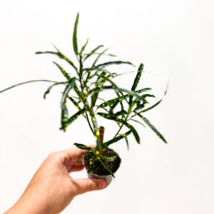 Codiaeum Varieg. Tige: pot de 6 cm